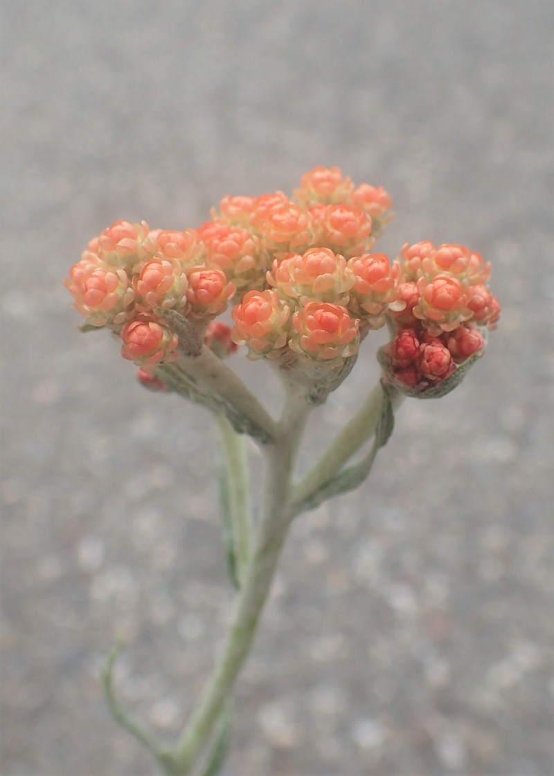 Helichrysum arenarium subsp. rubicundum