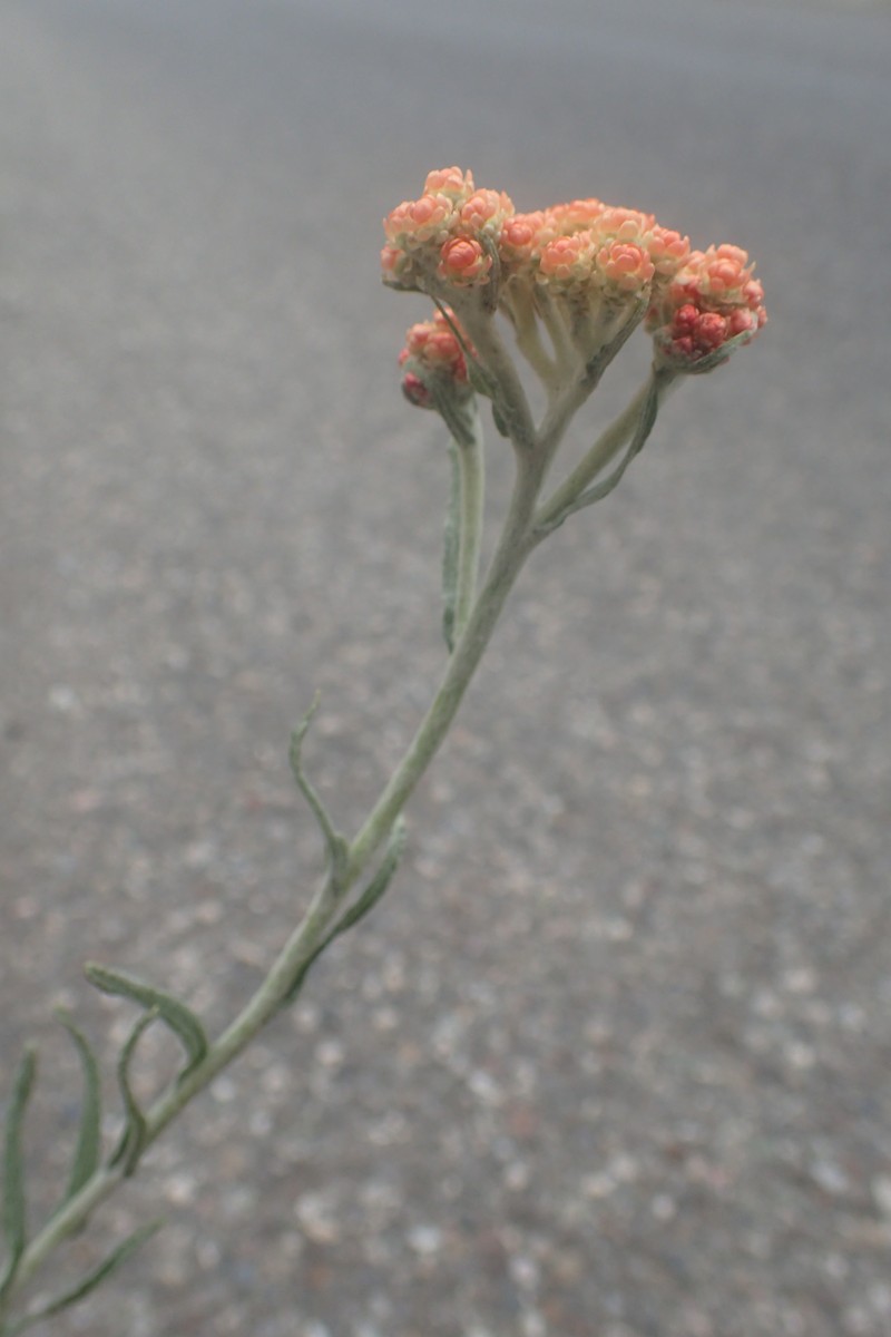 Helichrysum arenarium subsp. rubicundum photo 4