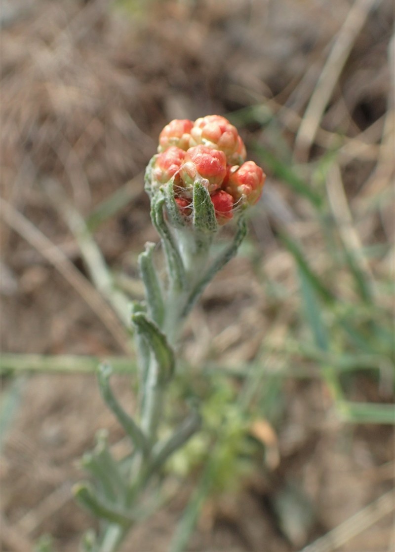 Helichrysum arenarium subsp. rubicundum photo 5