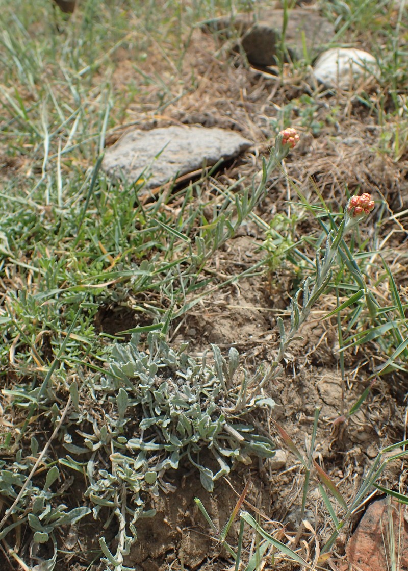 Helichrysum arenarium subsp. rubicundum photo 6