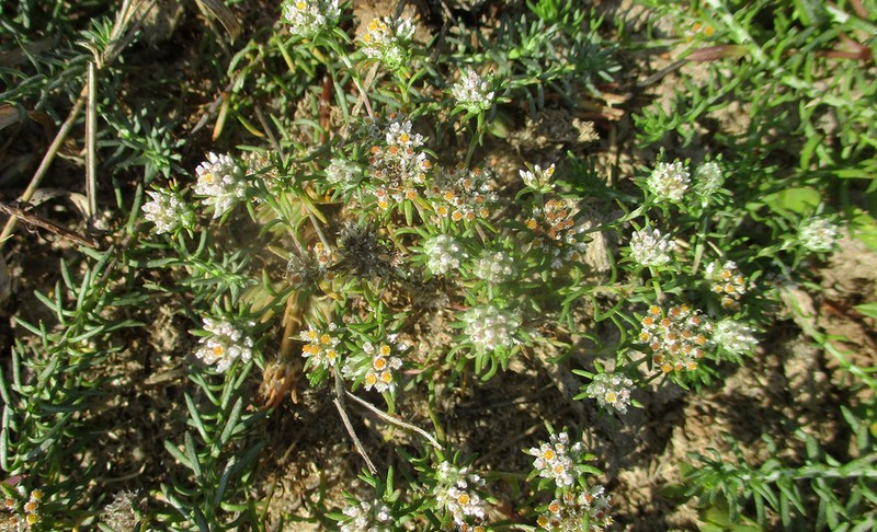 Helichrysum arenicola