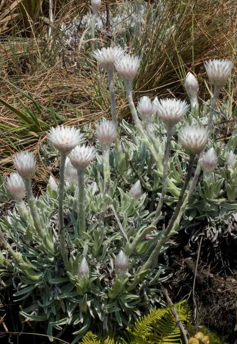 Helichrysum argentissimum photo 2