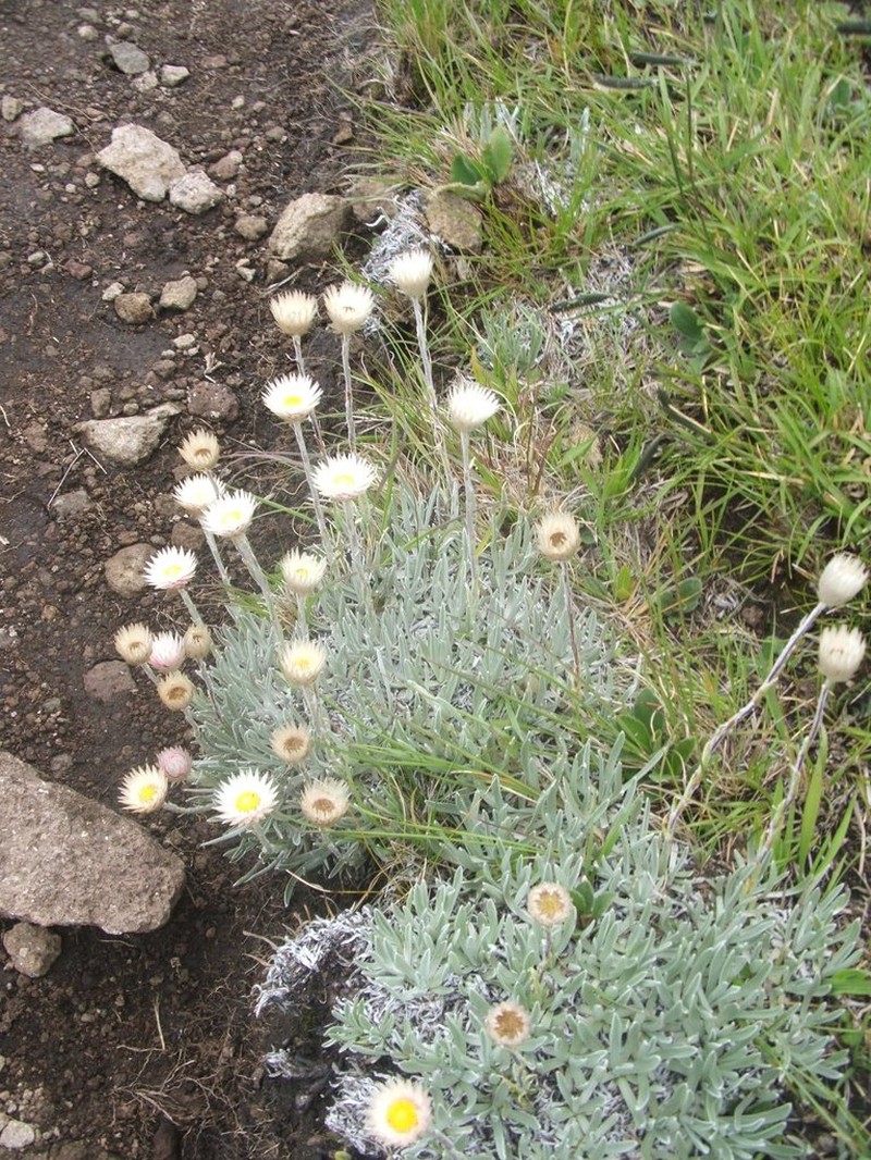 Helichrysum argentissimum photo 3