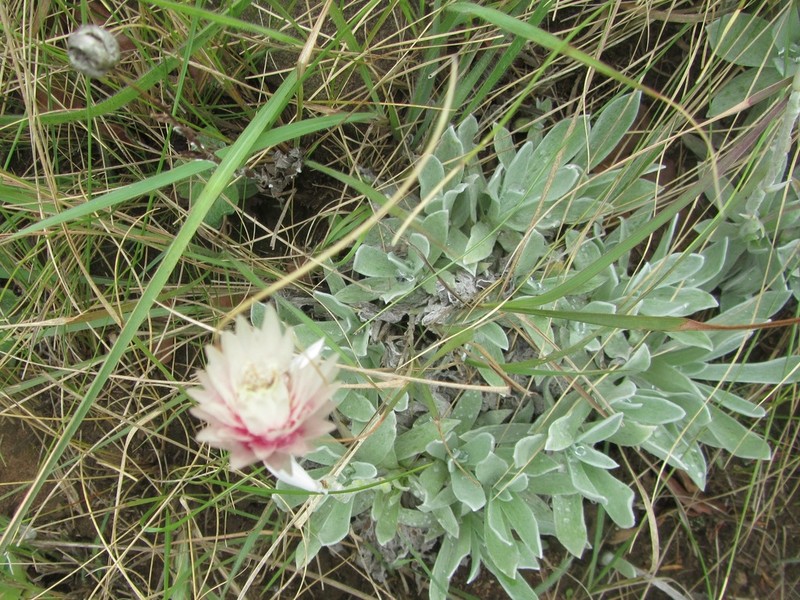 Helichrysum argentissimum photo 4