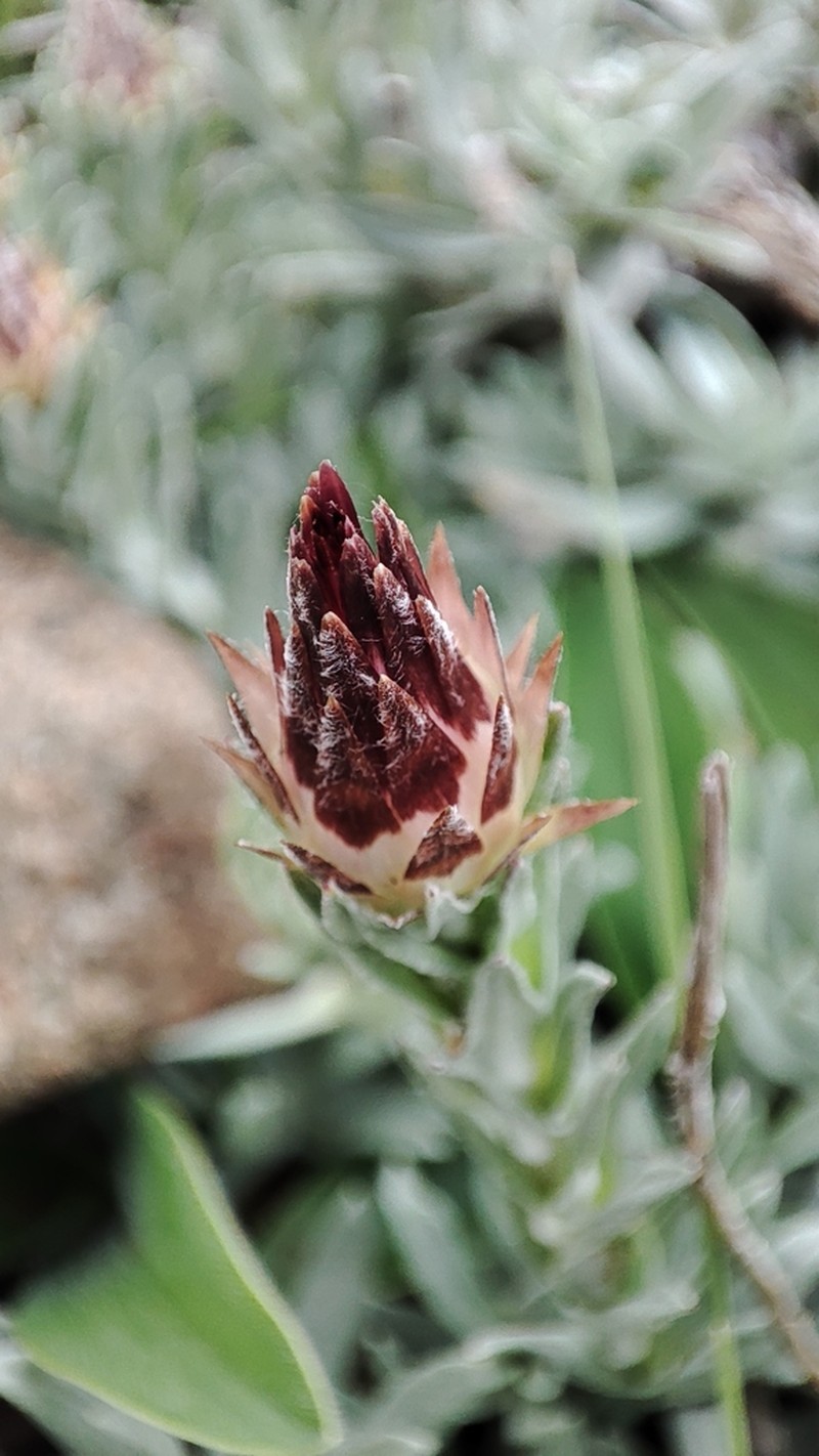 Helichrysum argentissimum photo 5