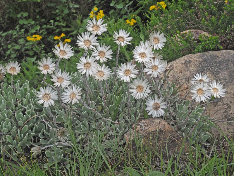 Helichrysum argentissimum photo 6