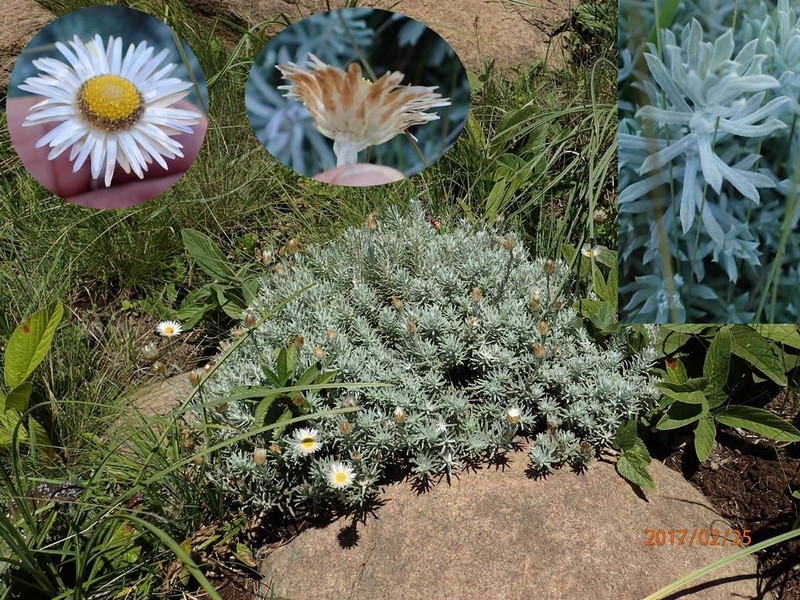 Helichrysum argentissimum photo 7