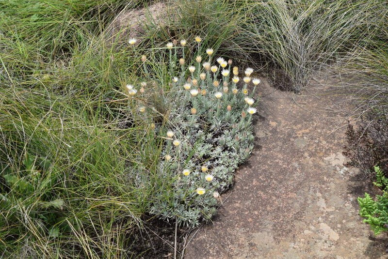 Helichrysum argentissimum photo 8