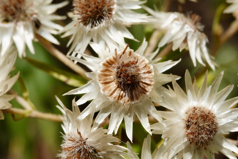 Helichrysum argyranthum photo 2