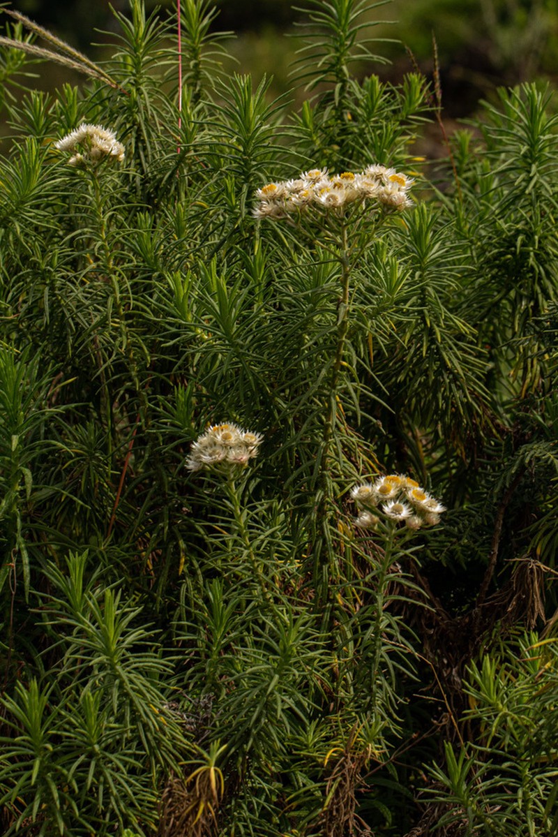 Helichrysum argyranthum photo 3