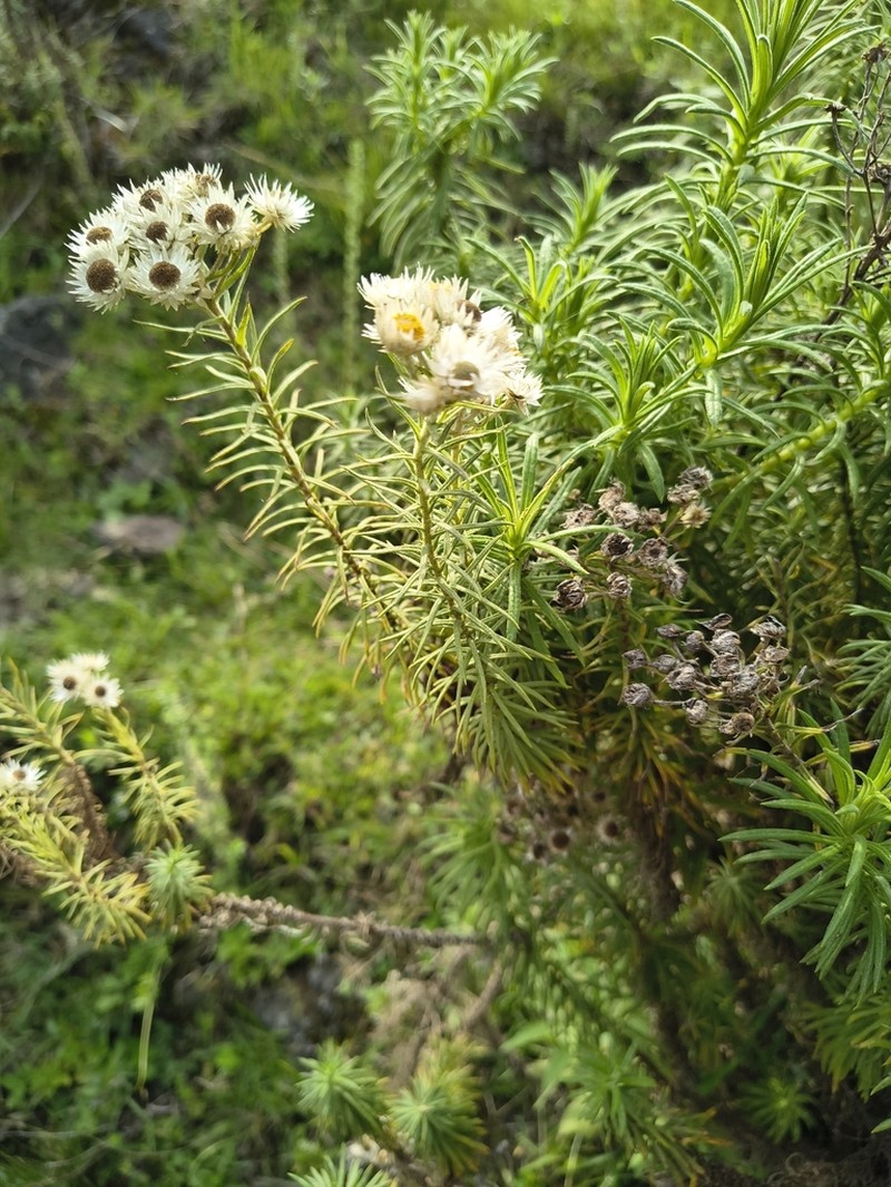 Helichrysum argyranthum photo 4