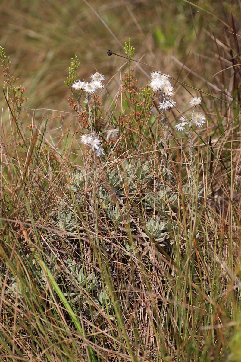 Helichrysum argyranthum photo 5