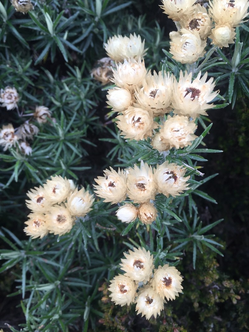 Helichrysum argyranthum photo 6