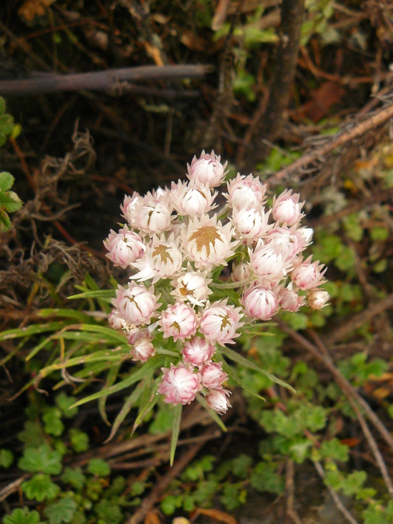Helichrysum argyranthum photo 7