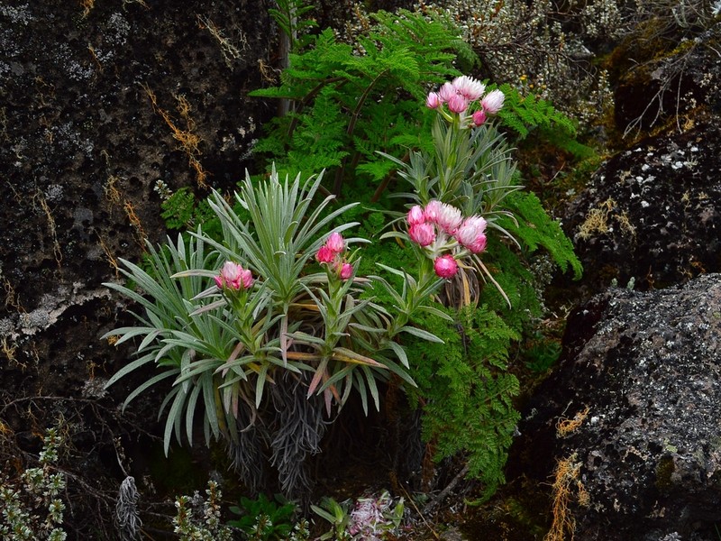 Helichrysum argyranthum photo 8