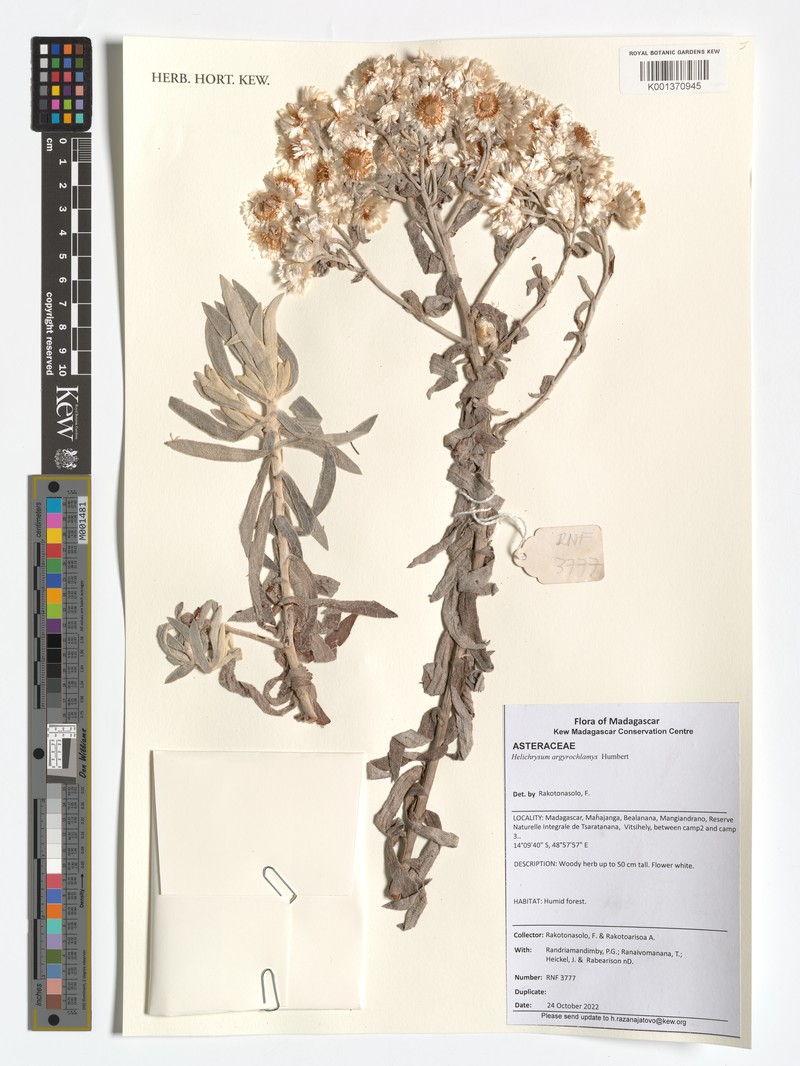 Helichrysum argyrochlamys