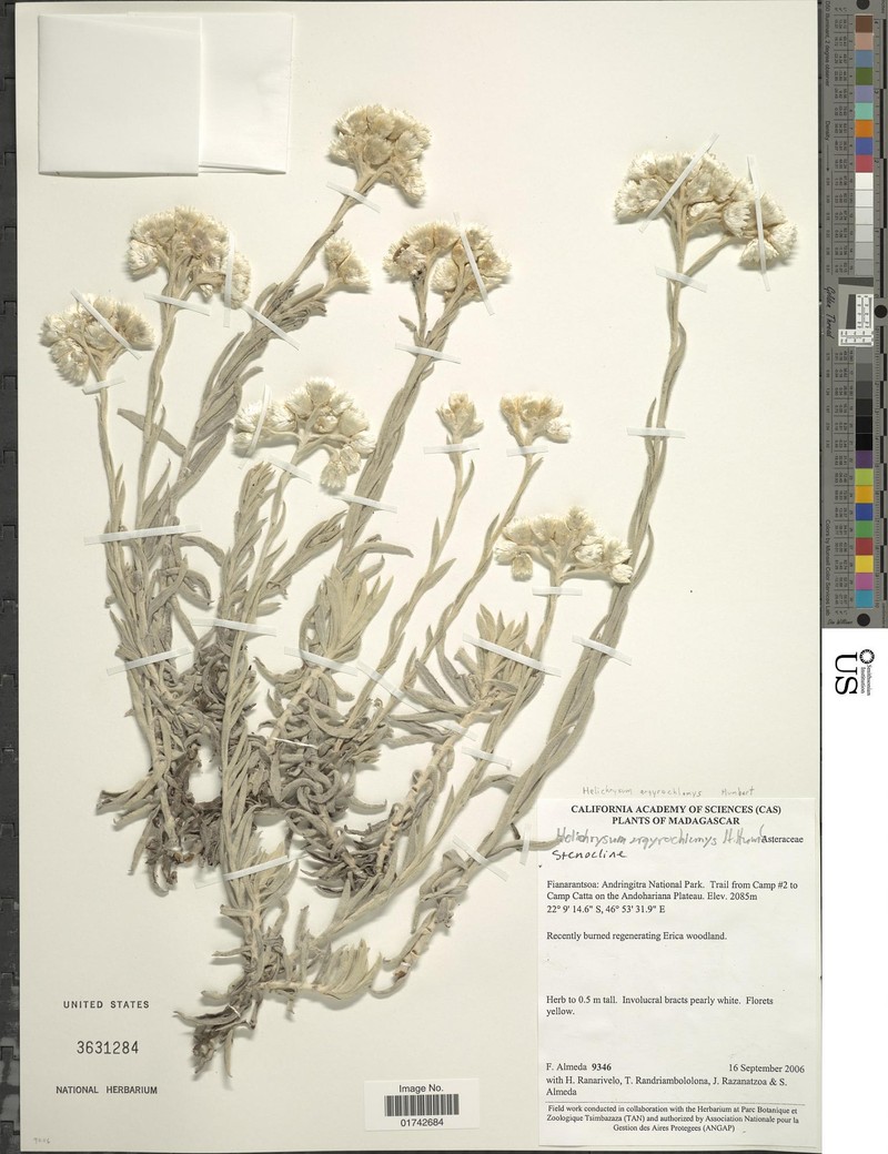 Helichrysum argyrochlamys photo 2