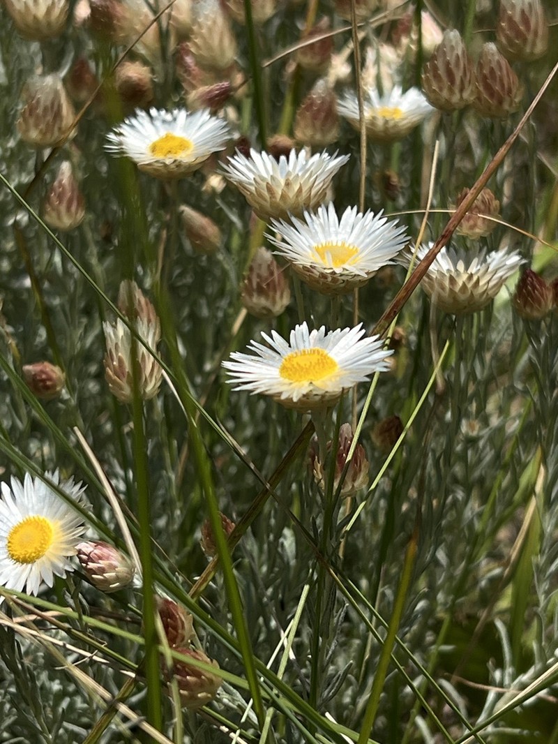 Helichrysum argyrolepis photo 2