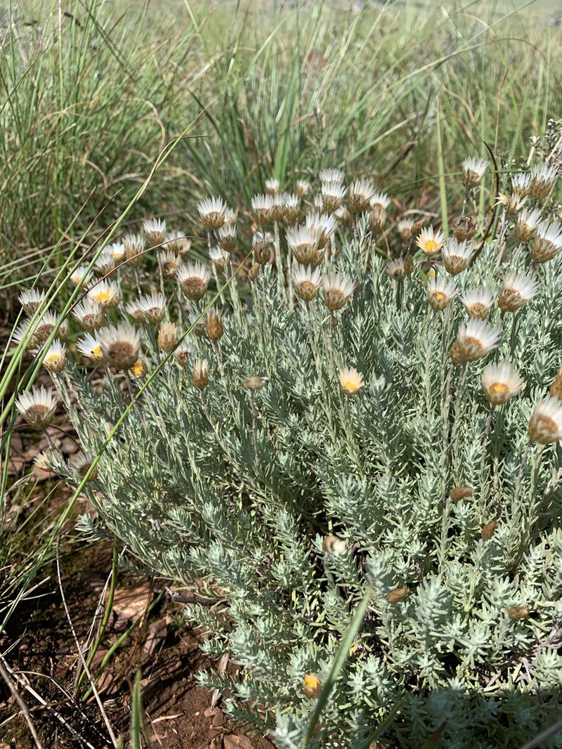 Helichrysum argyrolepis photo 3