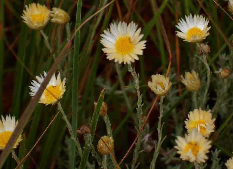 Helichrysum argyrolepis photo 4