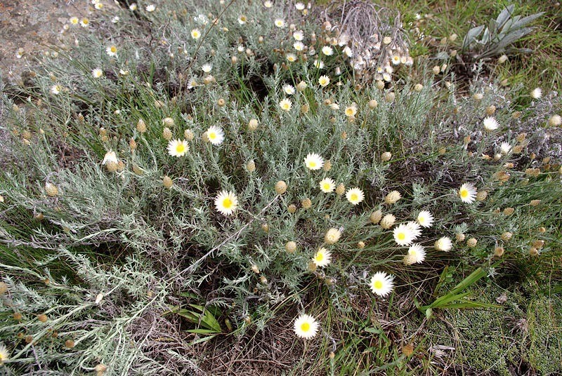 Helichrysum argyrolepis photo 5