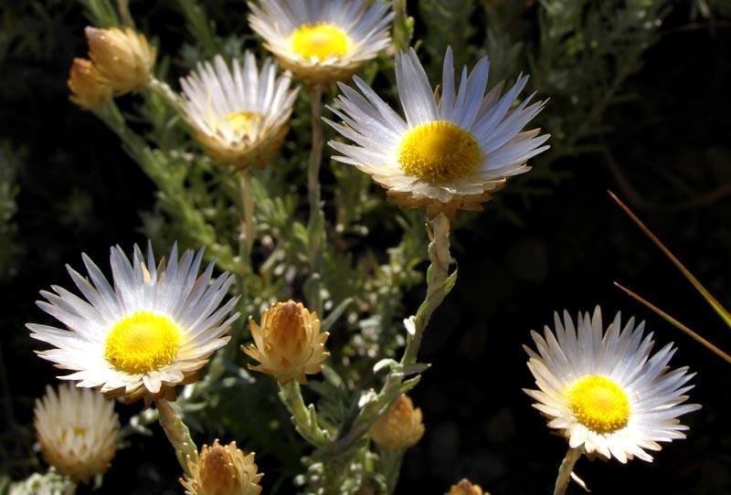 Helichrysum argyrolepis photo 6