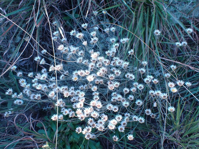 Helichrysum argyrolepis photo 7
