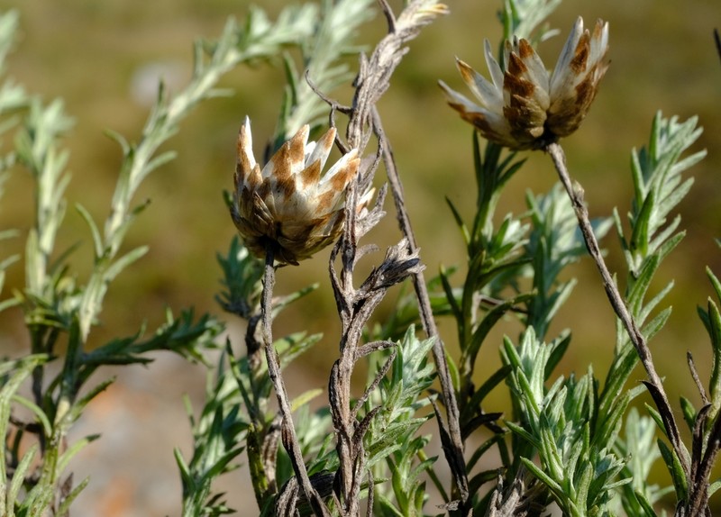 Helichrysum argyrolepis photo 8