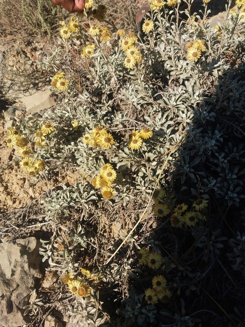 Helichrysum argyrophyllum