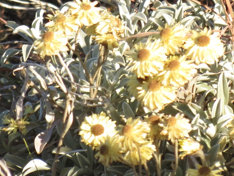Helichrysum argyrophyllum photo 2