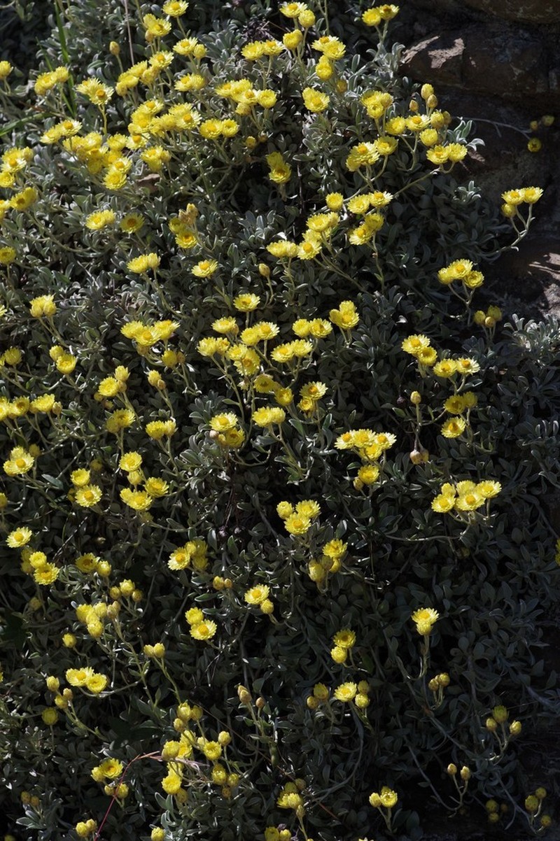 Helichrysum argyrophyllum photo 3
