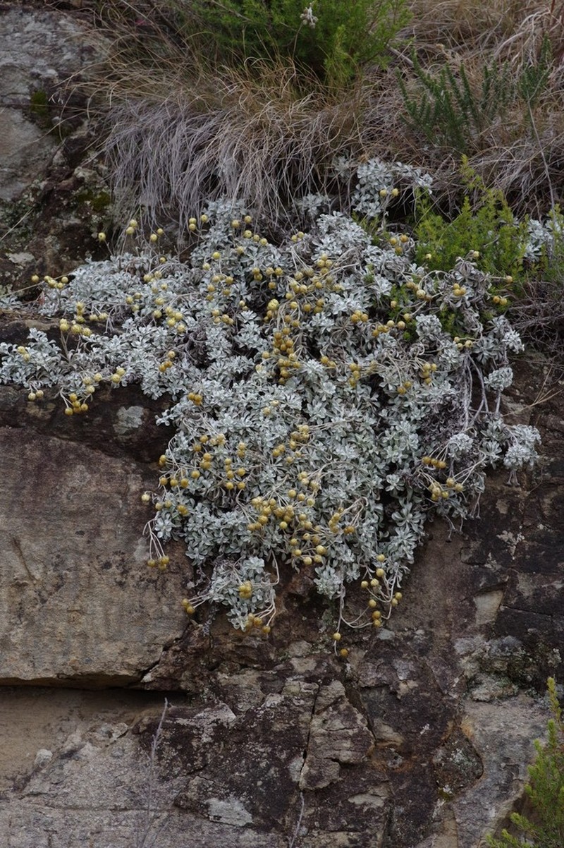 Helichrysum argyrophyllum photo 4
