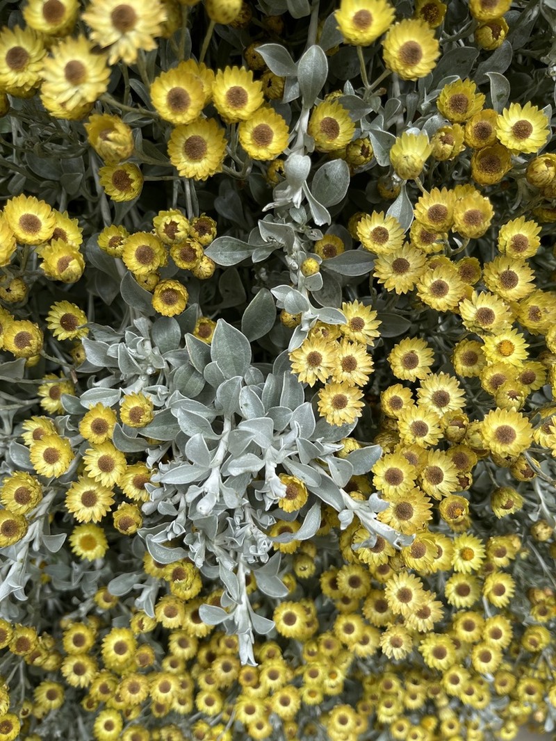 Helichrysum argyrophyllum photo 5