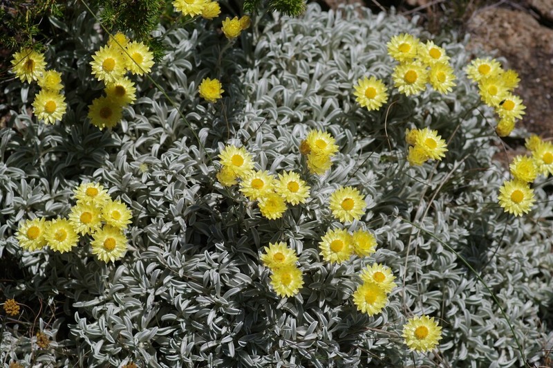 Helichrysum argyrophyllum photo 6