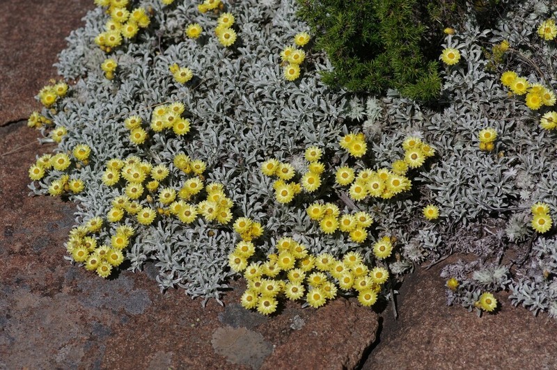 Helichrysum argyrophyllum photo 7