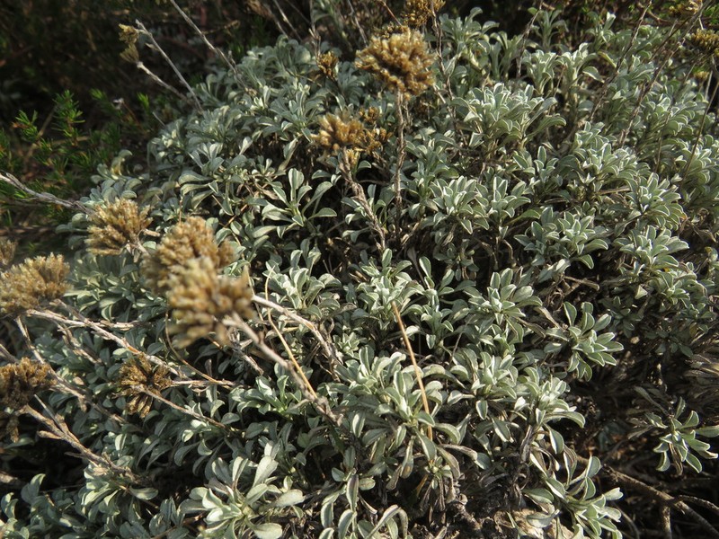 Helichrysum argyrophyllum photo 8