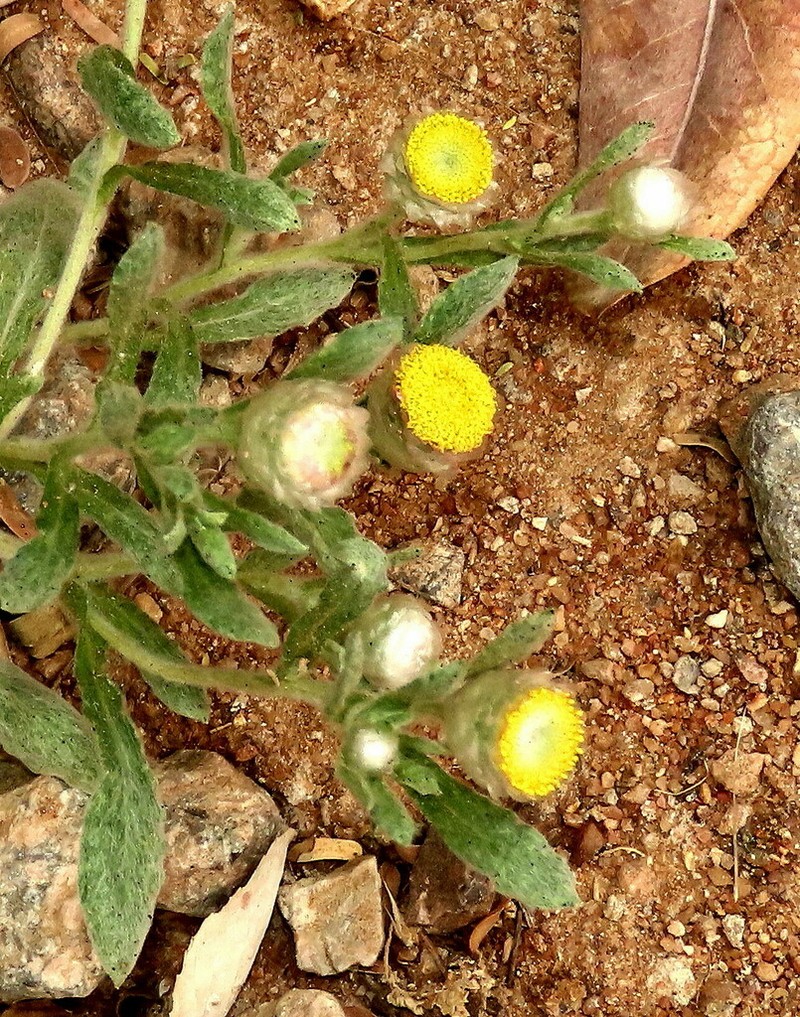 Helichrysum argyrosphaerum