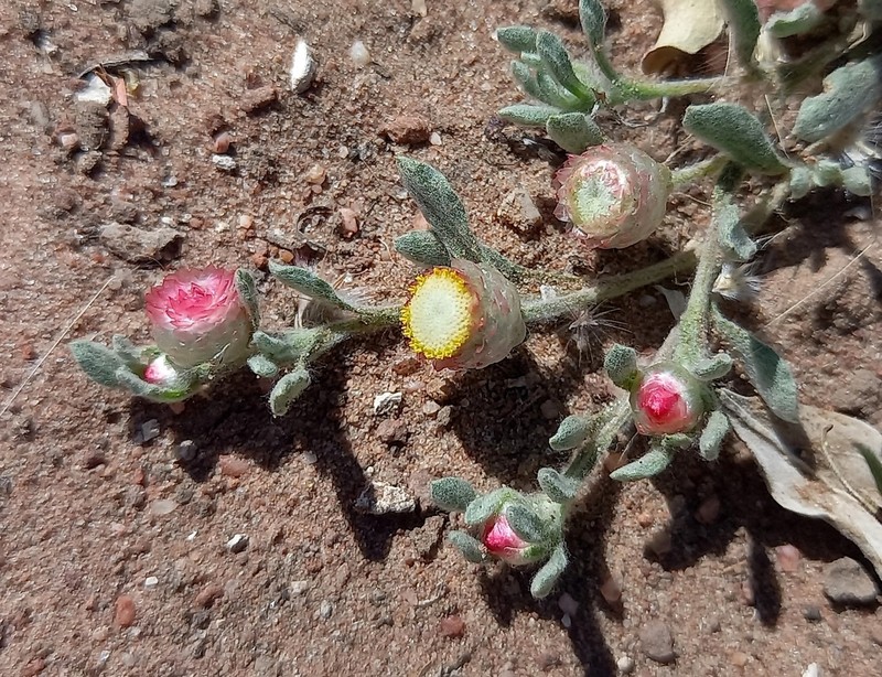 Helichrysum argyrosphaerum photo 2