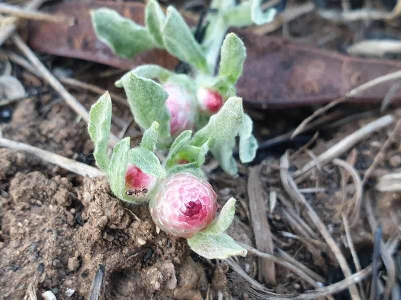 Helichrysum argyrosphaerum photo 3