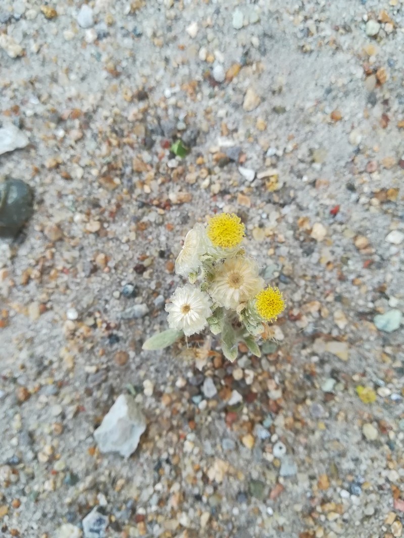 Helichrysum argyrosphaerum photo 4