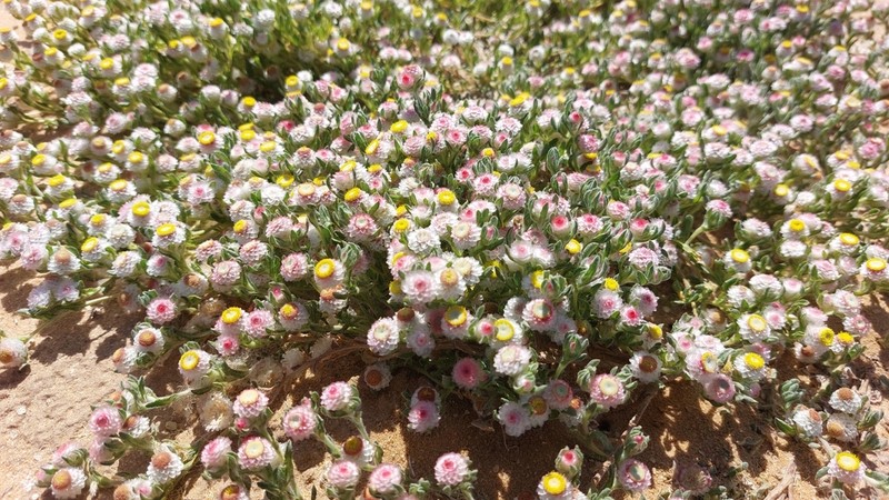 Helichrysum argyrosphaerum photo 5