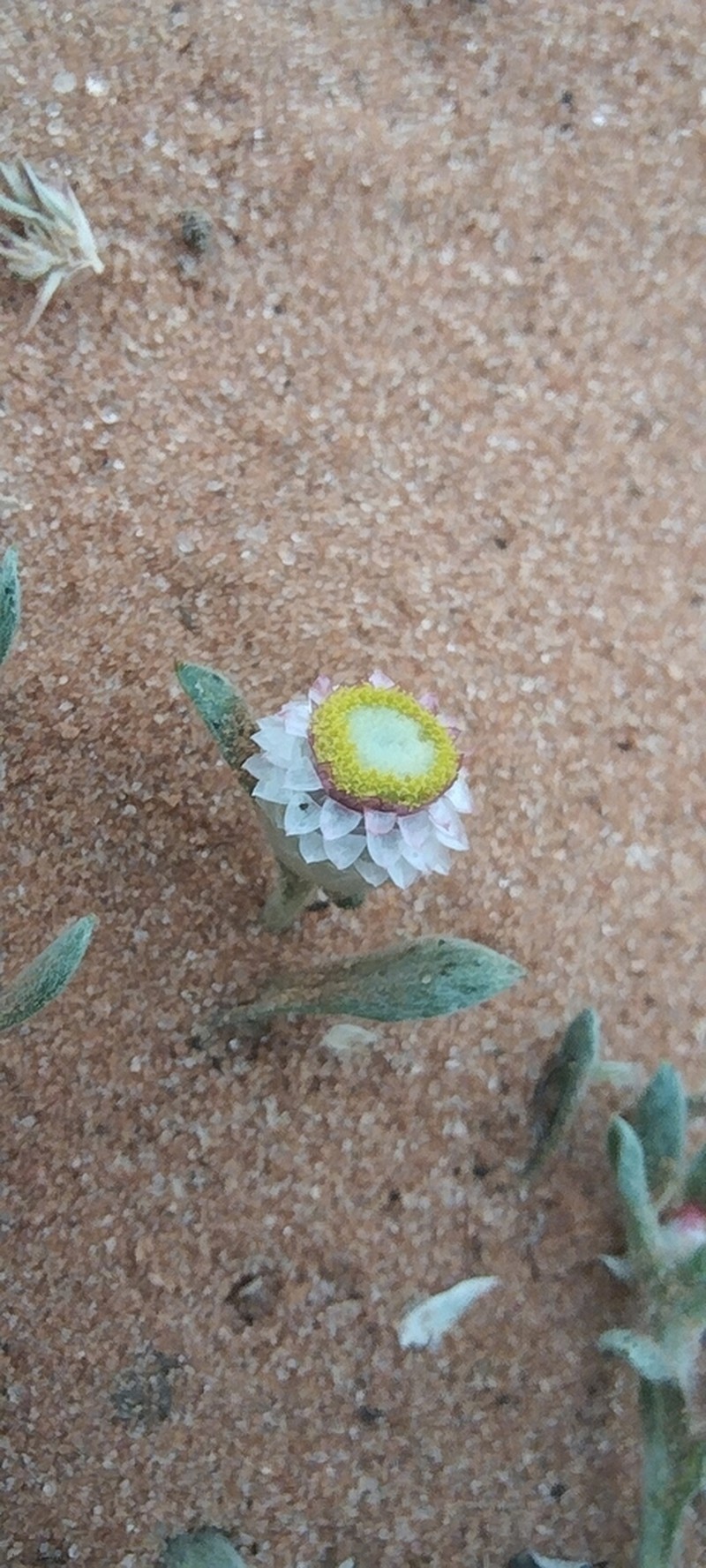 Helichrysum argyrosphaerum photo 6
