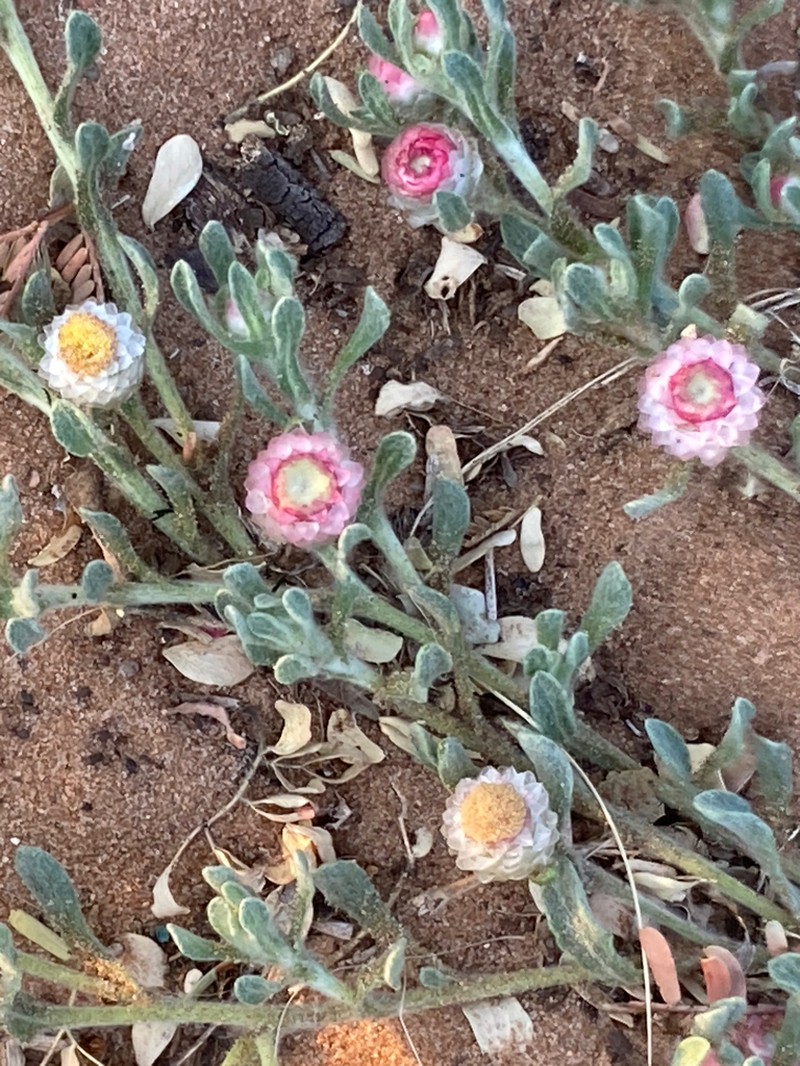 Helichrysum argyrosphaerum photo 7