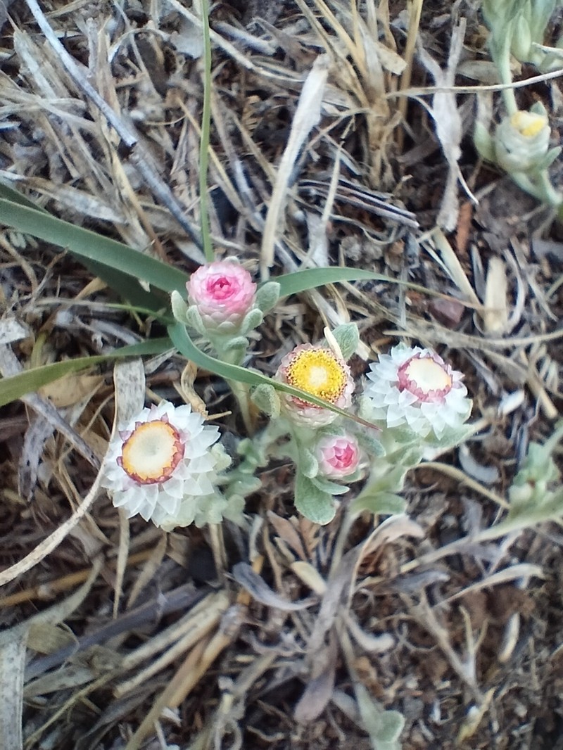 Helichrysum argyrosphaerum photo 8