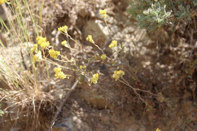 Helichrysum armenium