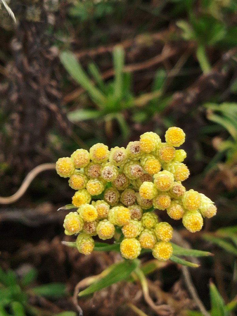 Helichrysum armenium photo 2