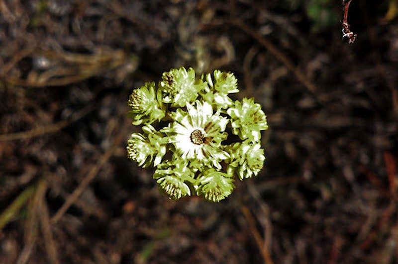 Helichrysum armenium photo 3