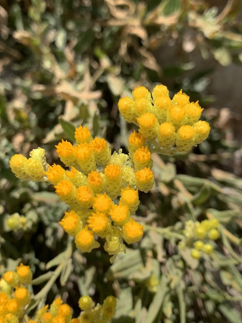 Helichrysum armenium photo 4