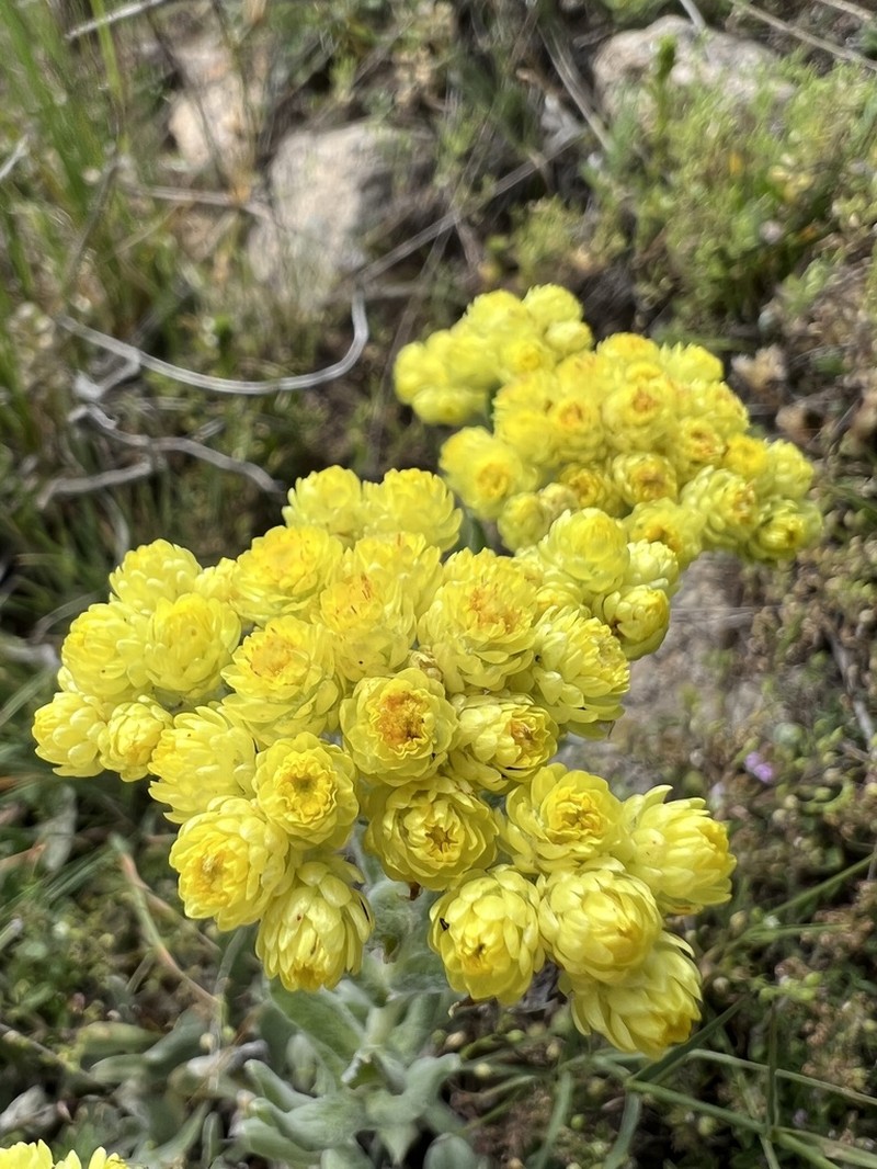 Helichrysum armenium photo 5