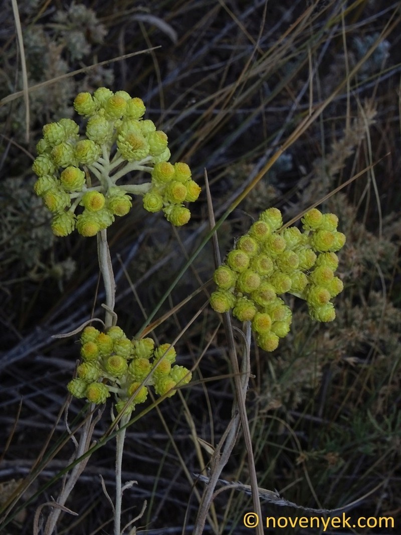 Helichrysum armenium photo 6